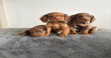 Cocker Spaniel dogs - Advert 1