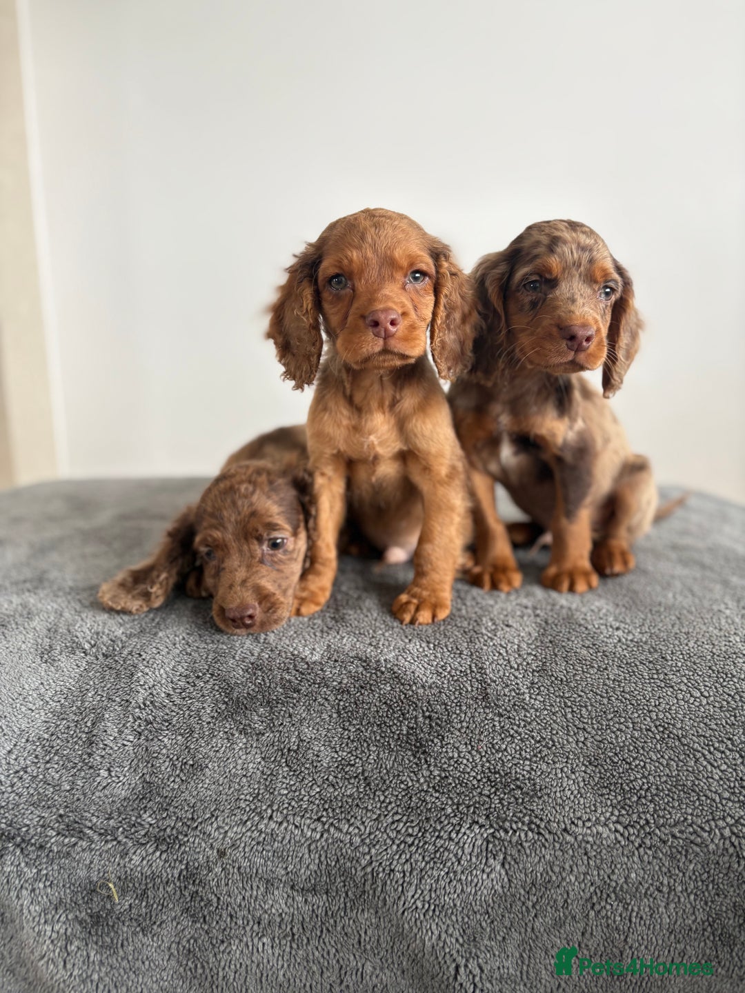 Cocker Spaniel dogs for sale: Cocker spaniel puppies  - Image 2