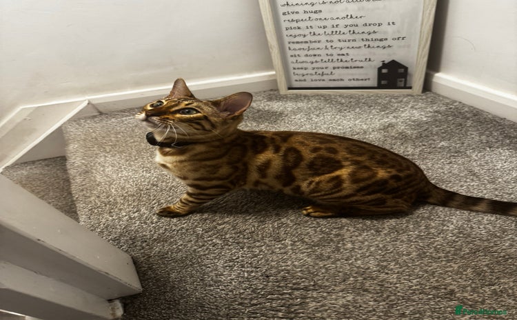 Bengal cats in Bradford - Advert 3