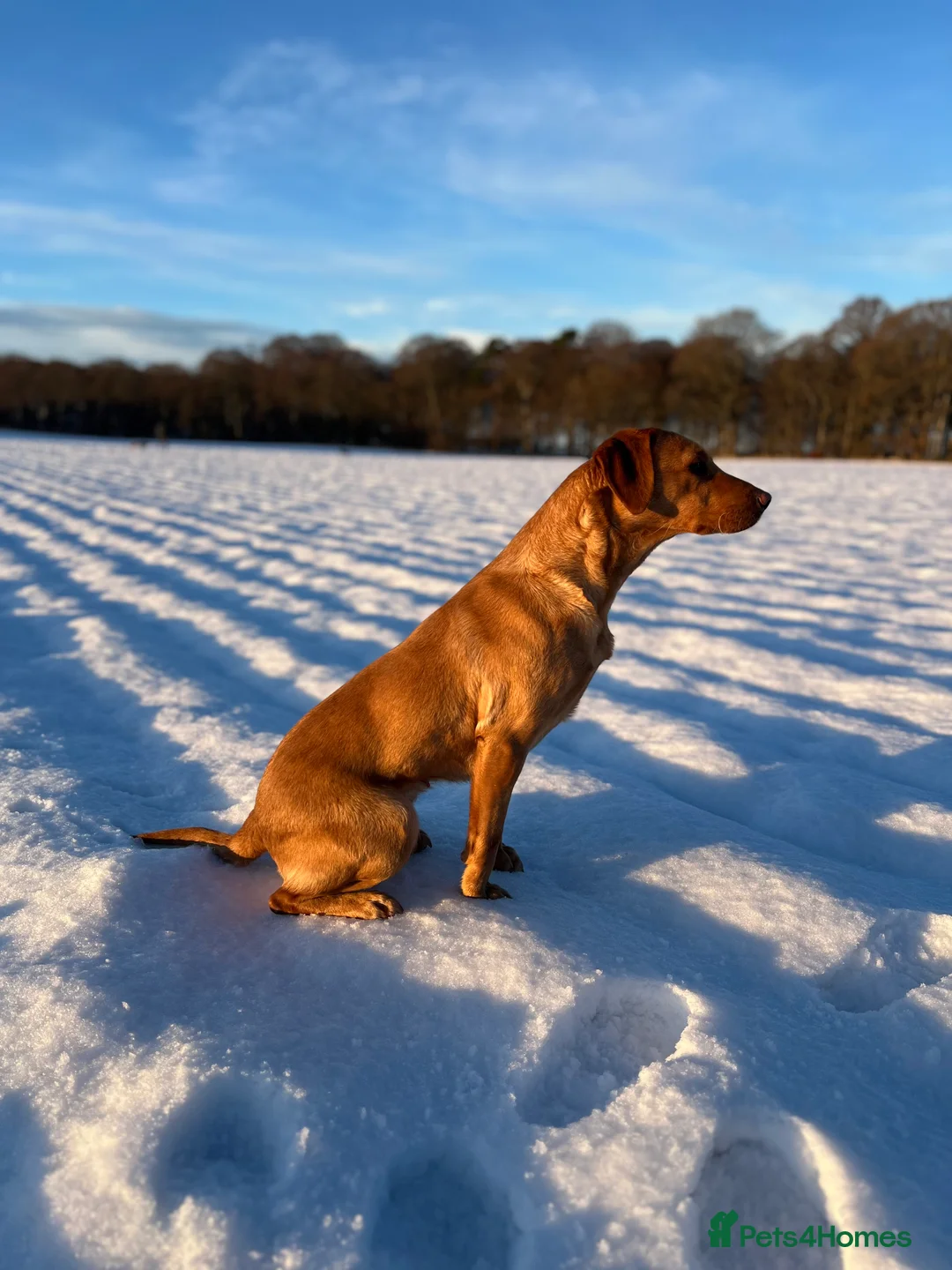 Labrador Retriever dogs for sale: Exceptional Fox Red Labrador Puppies - Advert 5