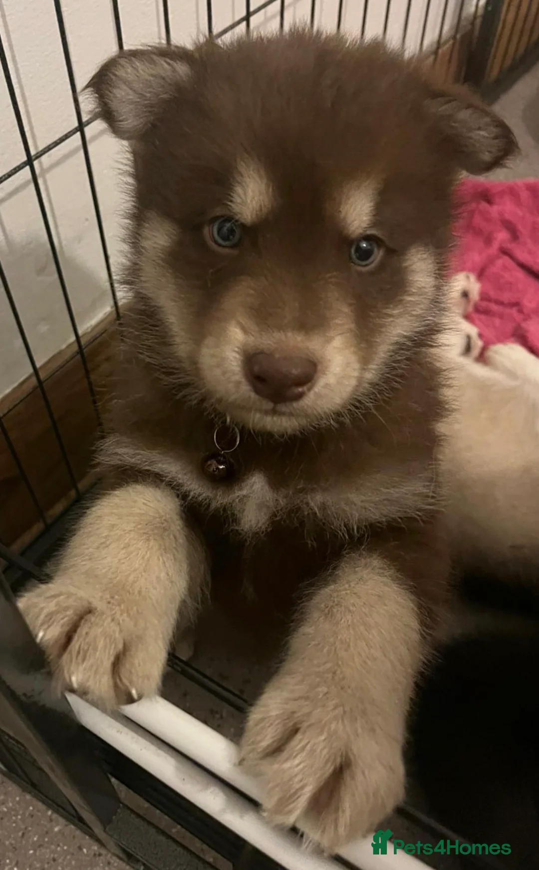 Shepsky dogs for sale: Northern innuit puppies - Advert 37