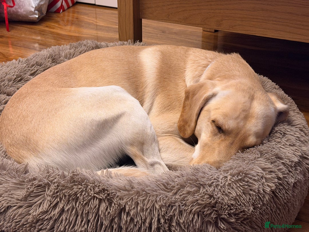 Labrador Retriever dogs for sale: 3 year old Yellow male loving friendly Labrador - Advert 10