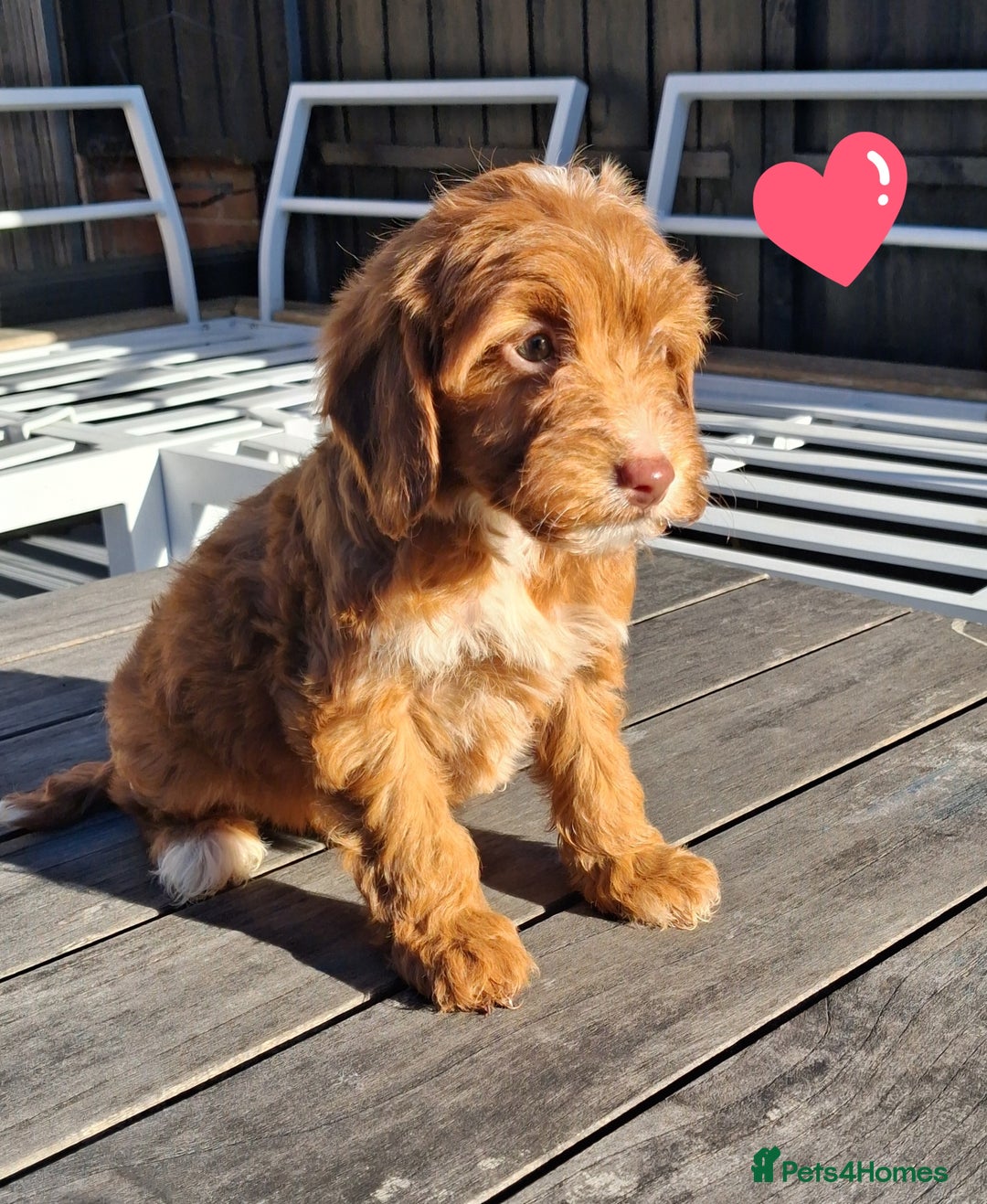 Cockapoo dogs for sale: ** LAST ADORABLE CURLY BLACK & WHITE COCKAPOOS **  - Advert 36