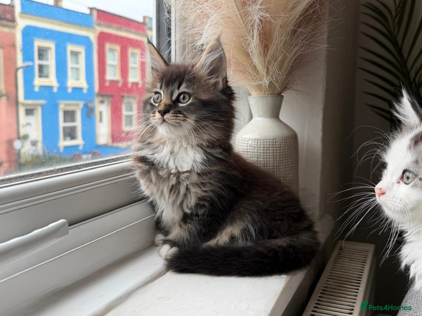 Maine Coon cats for sale: Beautiful half Maine coon kittens available  - Advert 1