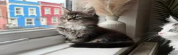 Maine Coon cats for sale: Beautiful half Maine coon kittens available  - Advert 1