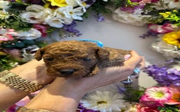 Cavapoo dogs for sale: STUNNING DEEP RED CAVAPOO PUPPIES  - Image 12