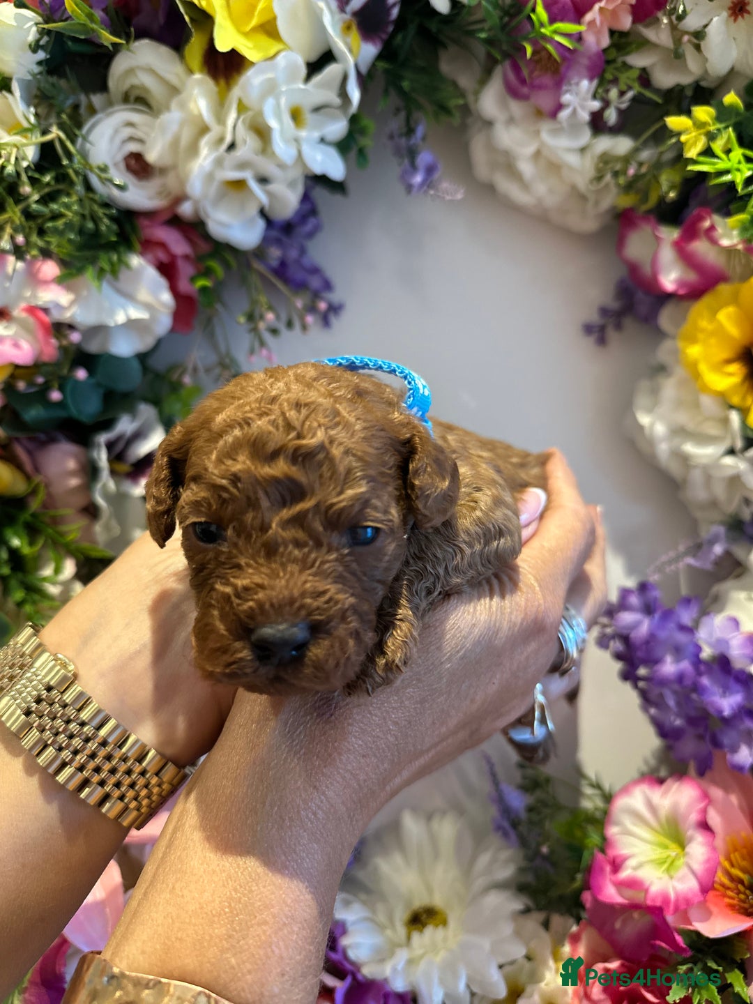 Cavapoo dogs for sale: STUNNING DEEP RED CAVAPOO PUPPIES  - Image 12