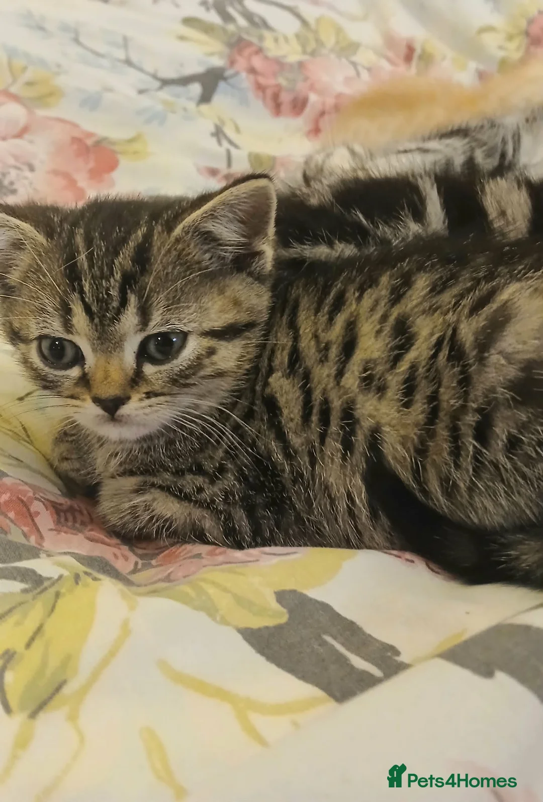 Mixed Breed cats for sale: Kittens is ready for new homes . - Advert 13