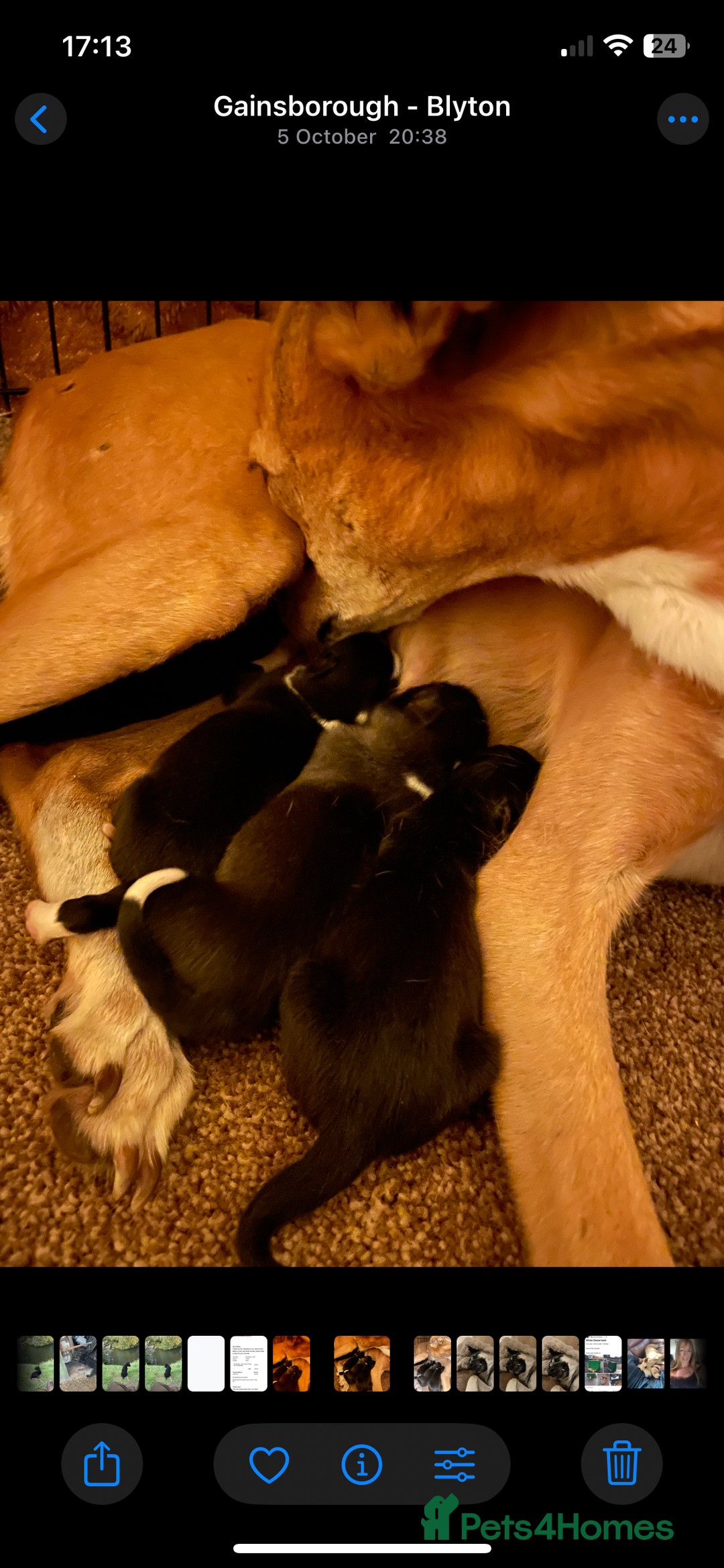 Lurcher dogs for sale: 4 stunning Lurcher colie pups - Advert 13