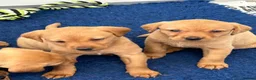 Labrador Retriever dogs for sale: Quality Fox Red Labrador pups KC reg  - Advert 5