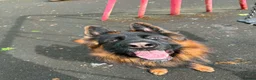 German Shepherd dogs for stud: Long hair KC registered Stud - Advert 4