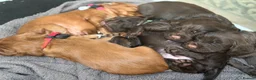 Cocker Spaniel dogs for sale: KC REGISTERED WORKING COCKER SPANIEL PUPPIES in Solihull - Advert 15