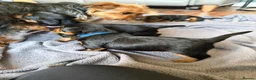 Yorkshire Terrier dogs for sale: Yorkshire terrier pups  in Birmingham - Advert 9