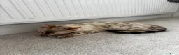 Bengal cats for sale: Stunning Snow Bengal for Sale in Bradford - Advert 8