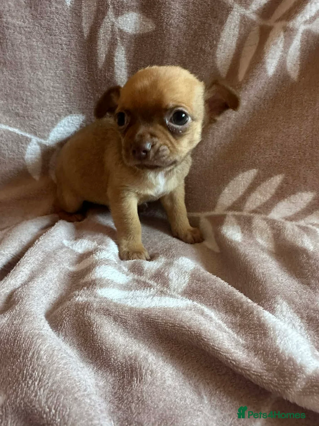 Chihuahua dogs for sale: Chihuahua pups - Advert 2
