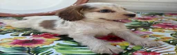 Cocker Spaniel dogs for sale: Beautiful cocker spaniel puppies  in York - Advert 7