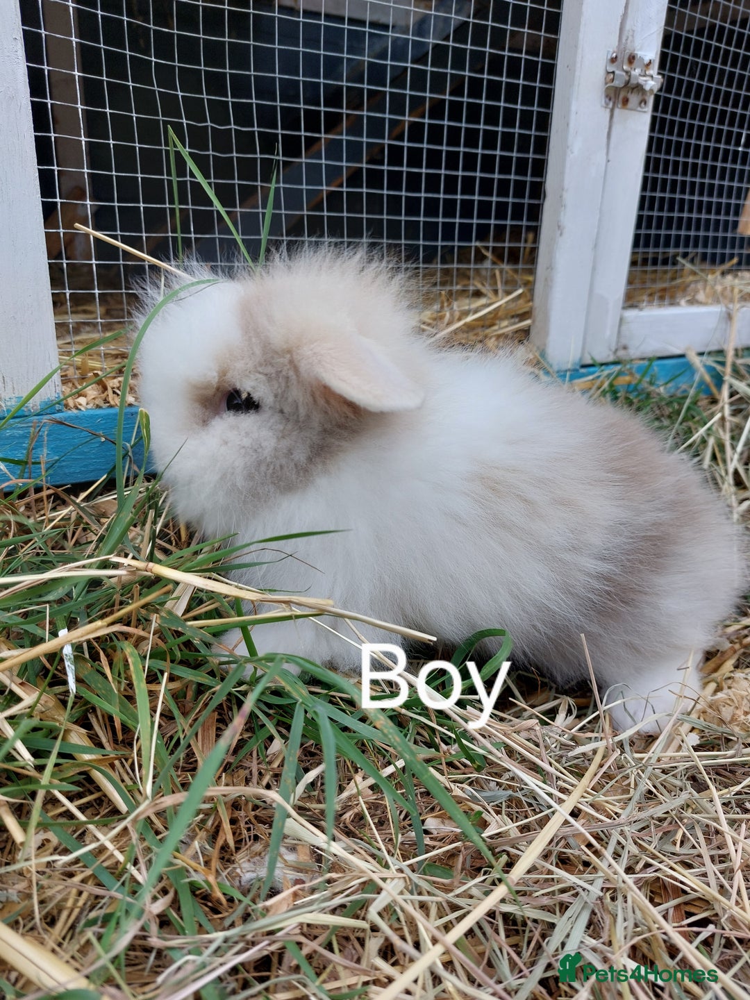 Lionhead rabbits for sale: Lion lop  - Image 3