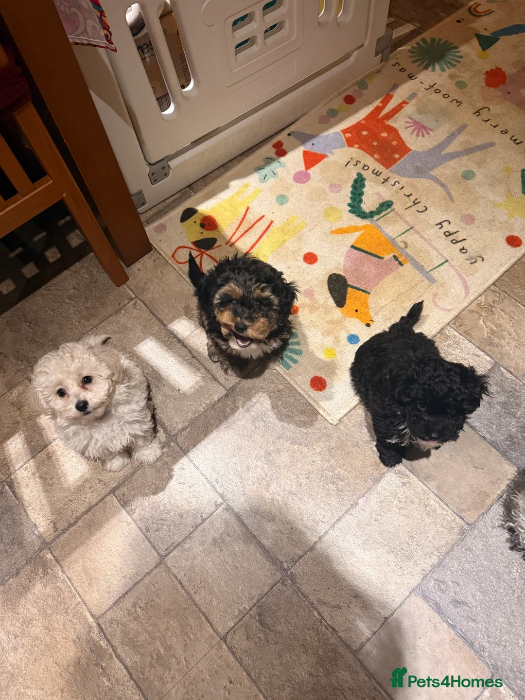 Shihpoo dogs for sale: Shihpoo - Advert 21