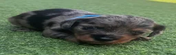 Mixed Breed dogs for sale: Beautiful miniature Schnoxie - Advert 15
