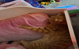 Mixed Breed cats for sale: Cats for adoption - Image 1