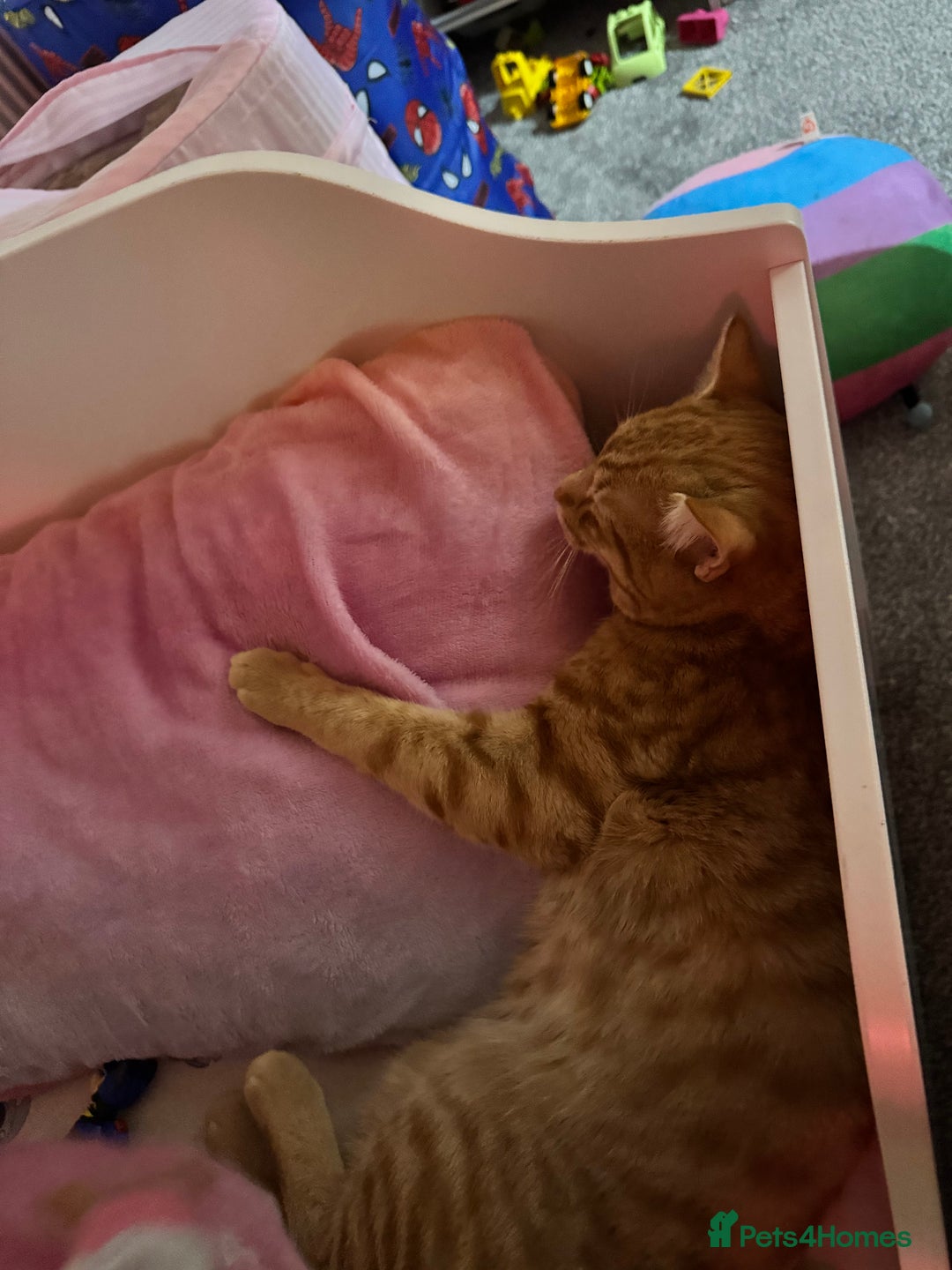 Mixed Breed cats for sale: Cats for adoption - Image 1