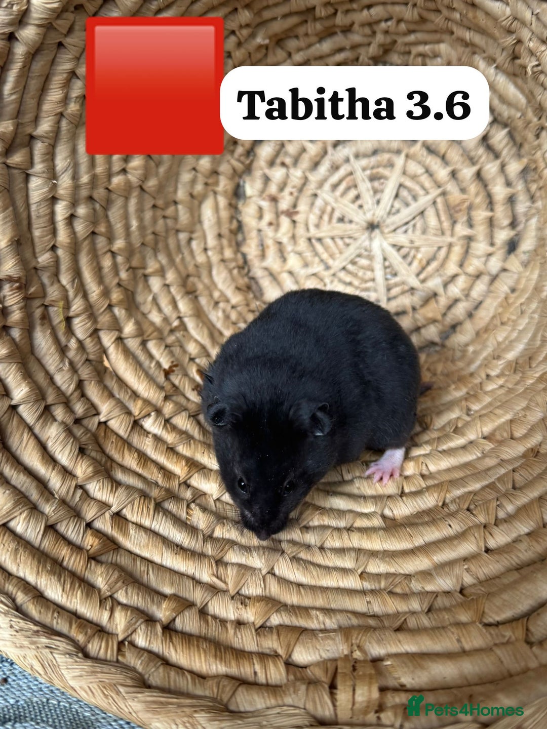 Hamster rodents for sale: Beautiful baby hamsters. Syrian and Russian Dwarf - Image 16