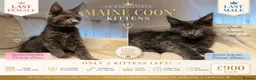 Maine Coon cats for sale: TICA Maine Coon Boy & Girl Ready Now - Advert 1