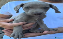 Weimaraner dogs for sale: (3 remaining!) 8 Stunning KC 🩷&💙 Weimaraner pups in Thetford - Image 16