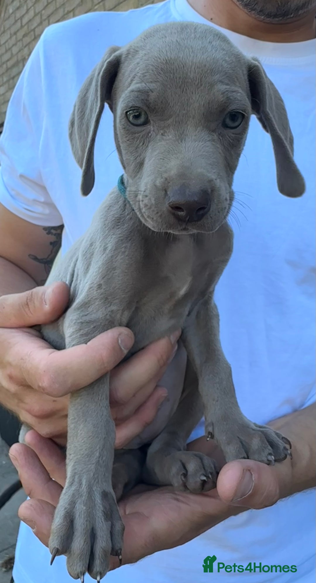 Weimaraner dogs for sale: (3 remaining!) 8 Stunning KC 🩷&💙 Weimaraner pups in Thetford - Image 16