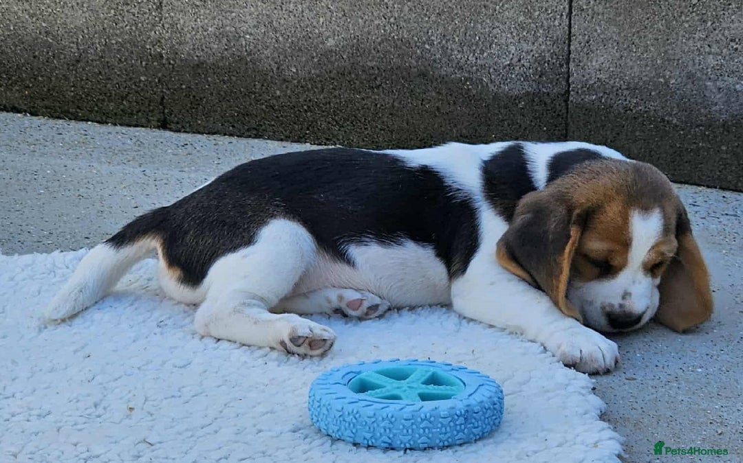 Beagle dogs for sale: Stunning KC Reg Beagle Pups - Ready Now - Image 18