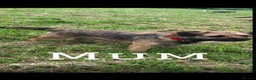 Border Terrier dogs for sale: ⭐️KC BORDER TERRIER PUPPIES, SLEM CLEAR - Advert 32