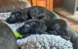 Labrador Retriever dogs for sale: Happy and playful Black Lab Puppies - Image 5