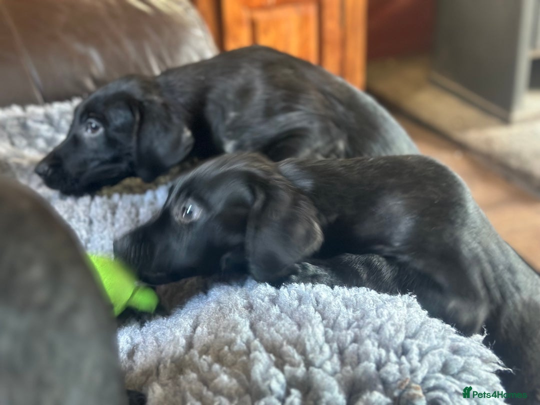 Labrador Retriever dogs for sale: Happy and playful Black Lab Puppies - Image 5