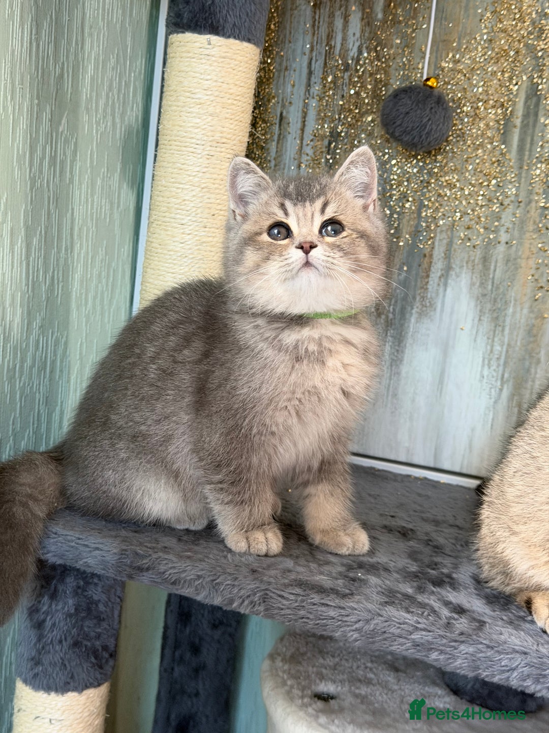 British Shorthair cats for sale: British shorthair Golden kittens TICA - Advert 13