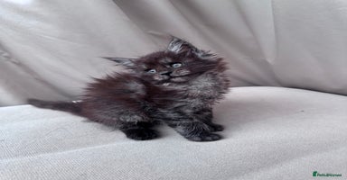 Maine Coon cats - Advert 10