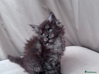 Maine Coon cats - Advert 5