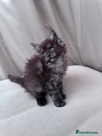 Maine Coon cats - Advert 3