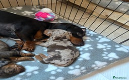 Miniature Dachshund dogs for sale: Quality Miniature Dachshund  - Image 6