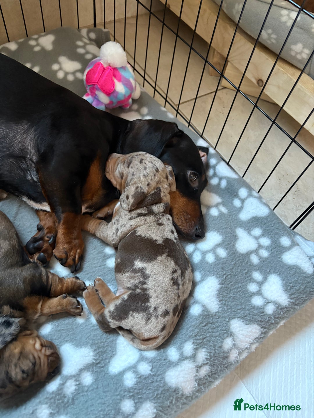 Miniature Dachshund dogs for sale: Quality Miniature Dachshund  - Image 6