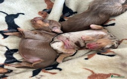 Dachshund dogs for sale: BEAUTIFUL Miniature Dachshund's  - Image 11