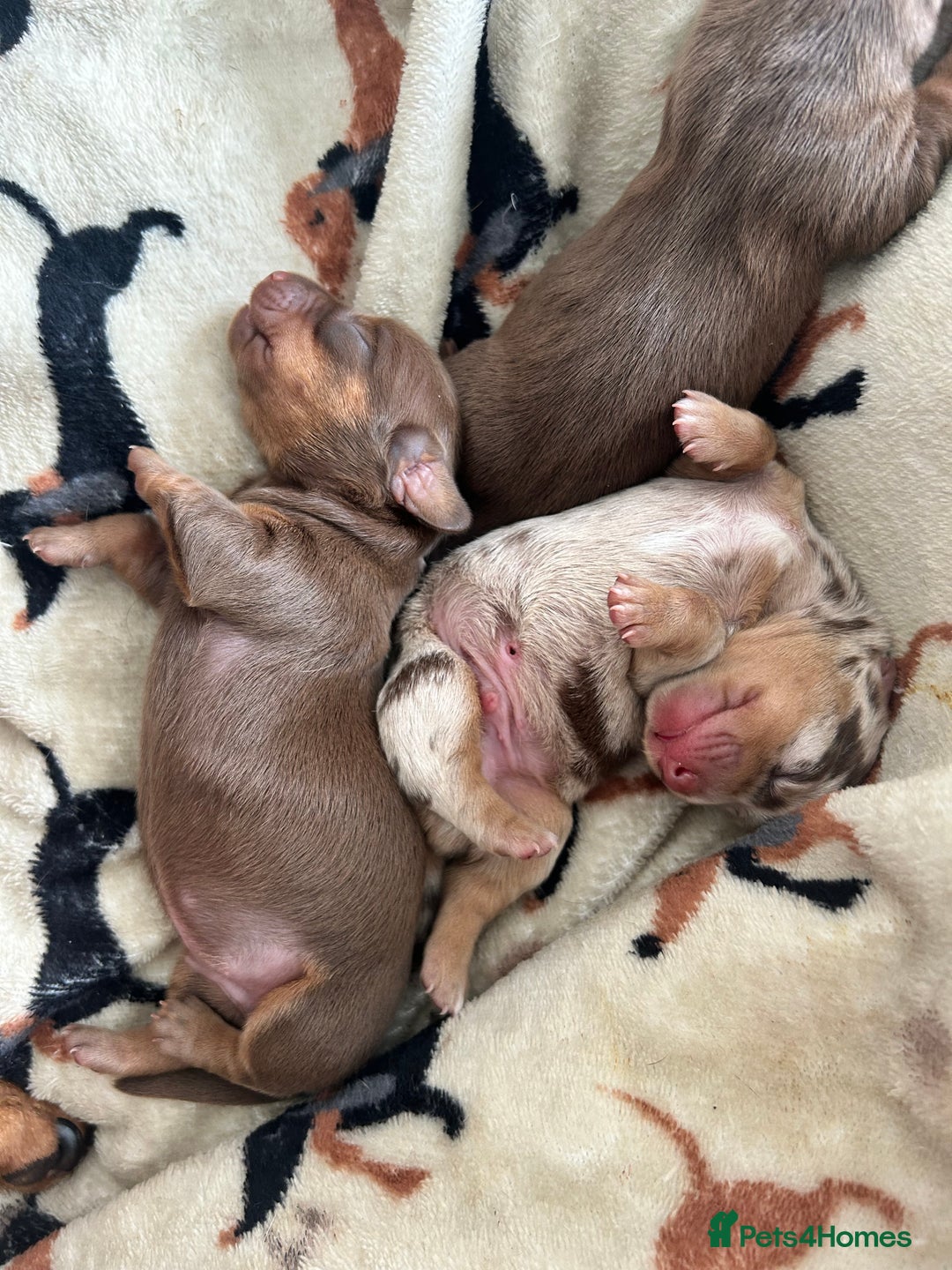 Dachshund dogs for sale: BEAUTIFUL Miniature Dachshund's  - Image 11