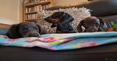 Miniature Dachshund dogs in Stoke-on-Trent - Advert 11