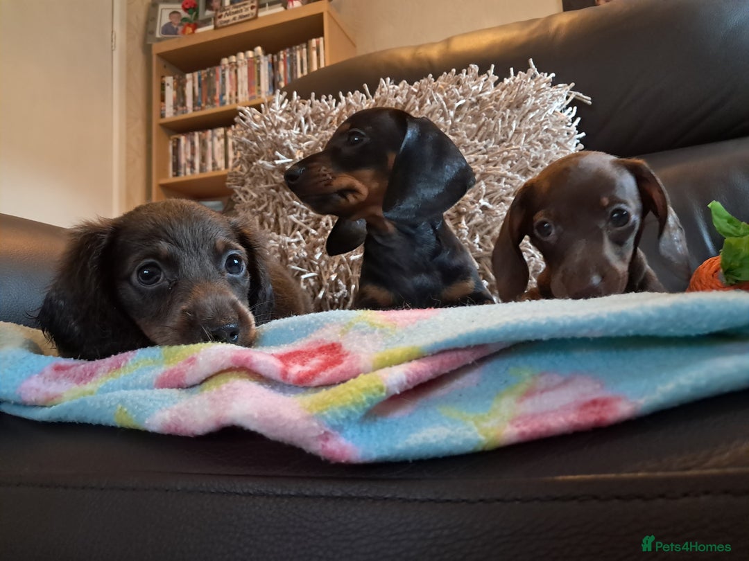 Miniature Dachshund dogs for sale: Minature dachshunds  in Stoke-on-Trent - Image 3