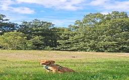 Mixed Breed dogs for sale: 2 puppies mixed breed left !!! - Image 5