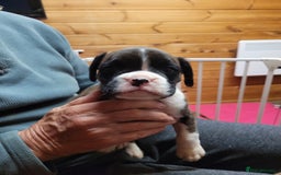 Boxer dogs for sale: KC Registered Boxer Puppies - Image 9