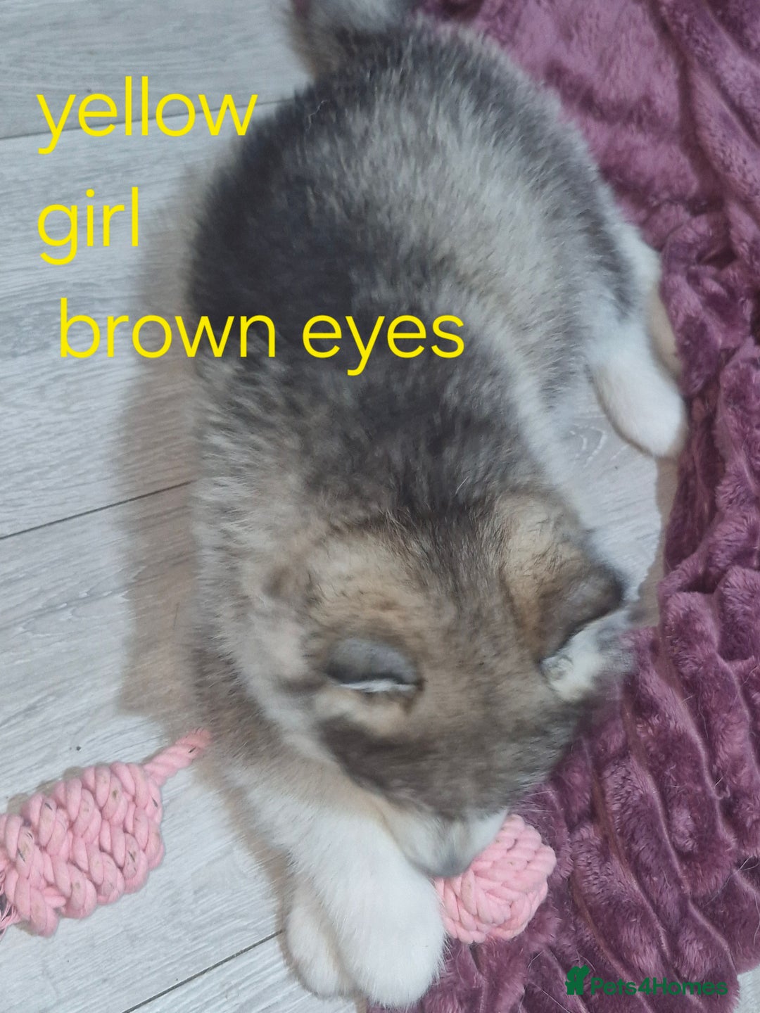 Siberian Husky dogs for sale: 8 husky pups - Advert 20