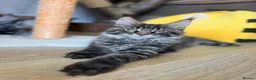 Maine Coon cats for sale: TICA registered Maine Coon kittens - Advert 12