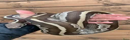Python Snake reptiles for sale: Ball pythons  - Advert 9