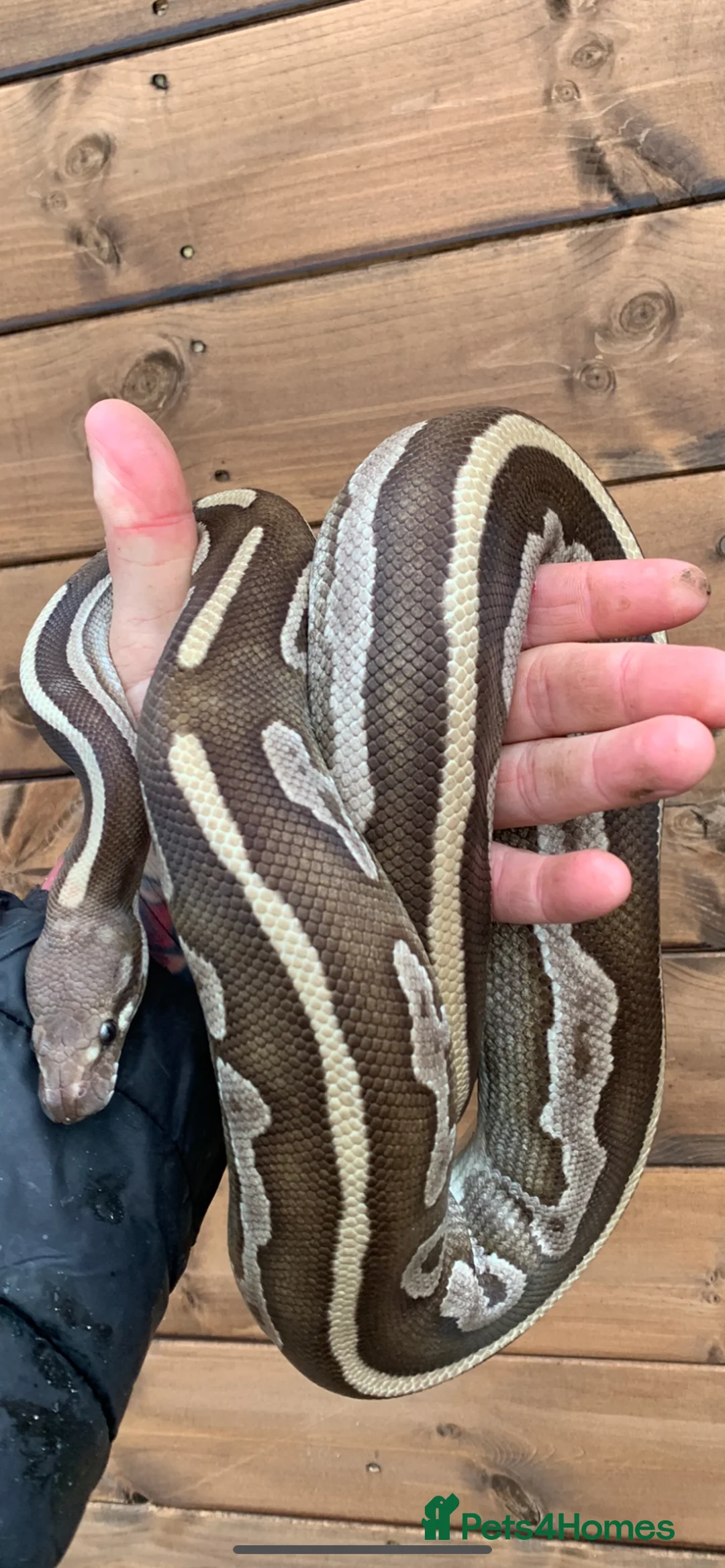 Python Snake reptiles for sale: Ball pythons  - Advert 9