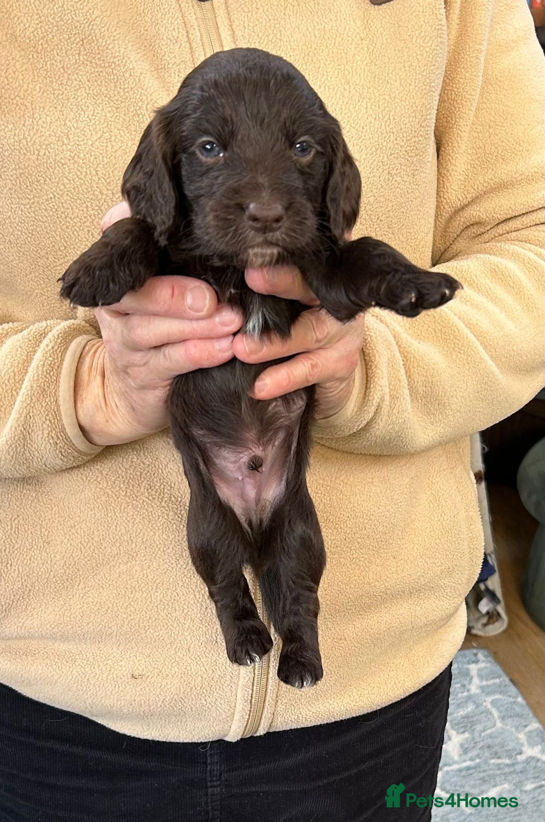 Cocker Spaniel dogs for sale: English Working Cocker Spaniel - Advert 6